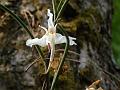 Biswasi Butterfly Orchid